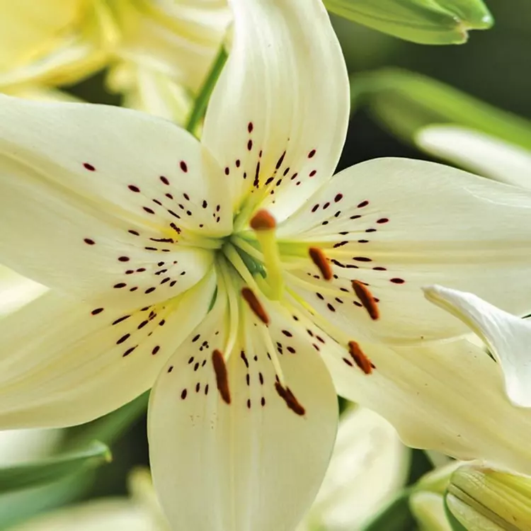 Tiger lilies cheap